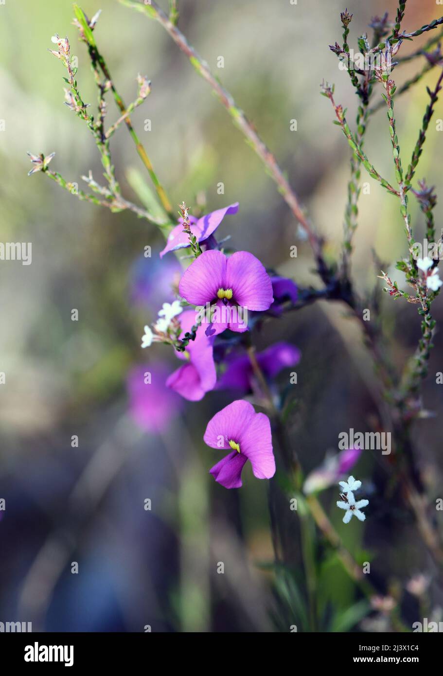 Winter to spring flowering Australian native purple pea flowers, Mirbelia speciosa, family Fabaceae, growing in woodland understory, Sydney, NSW Stock Photo
