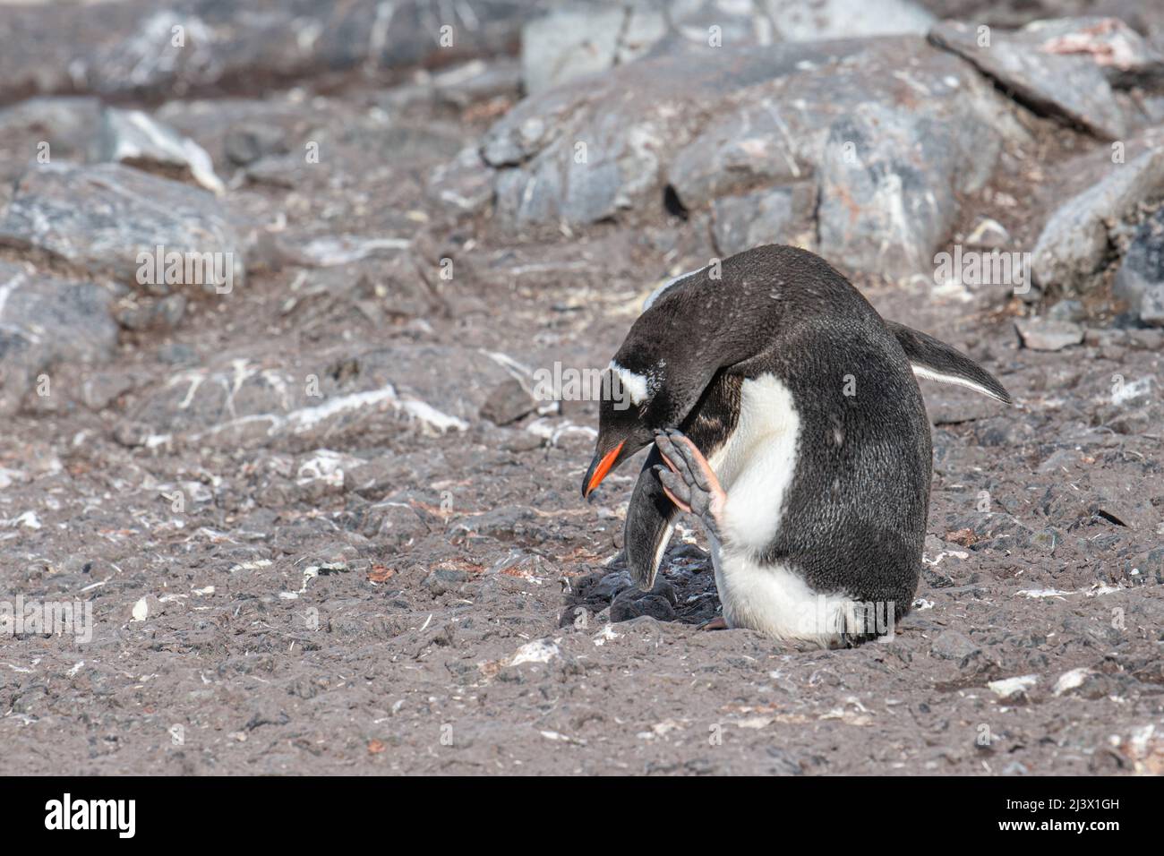 Gentoo penguin having a scratch, Antarctica Stock Photo
