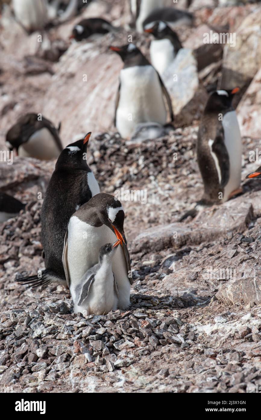 Gentoo penguins with chicks Stock Photo