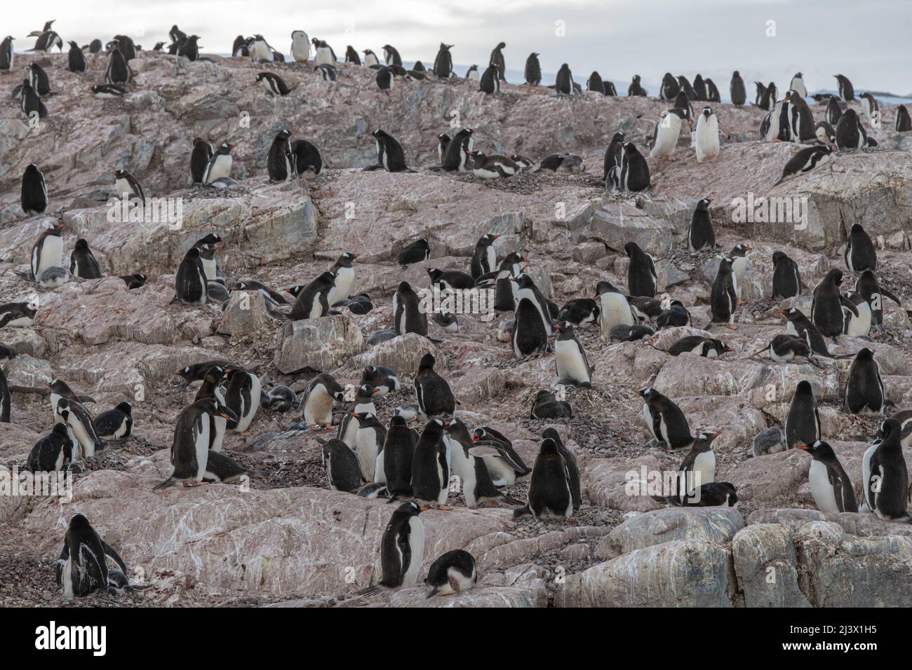 Colony of Gentoo Penguins, Antarctica Stock Photo