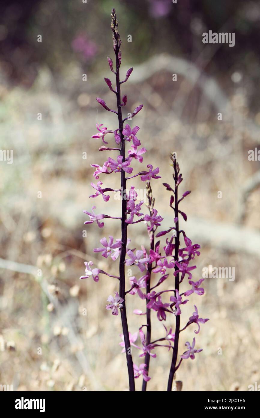 Tall flower spike and pink flowers of the saprophytic Australian native Rosy Hyacinth Orchid, Dipodium roseum, family Orchidaceae. Stock Photo