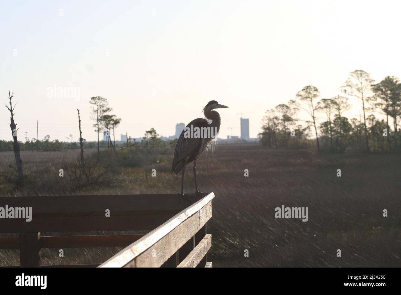 Alabama wetlands birds hi-res stock photography and images - Alamy