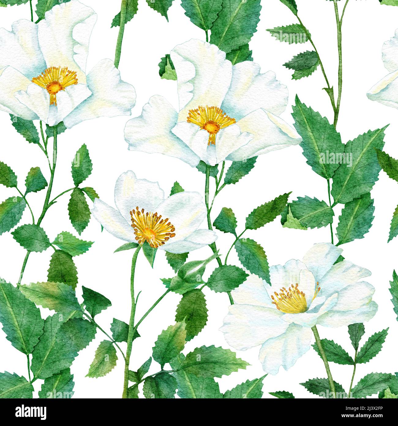 Watercolor hand drawn seamless pattern with floral wild rose flowers ...