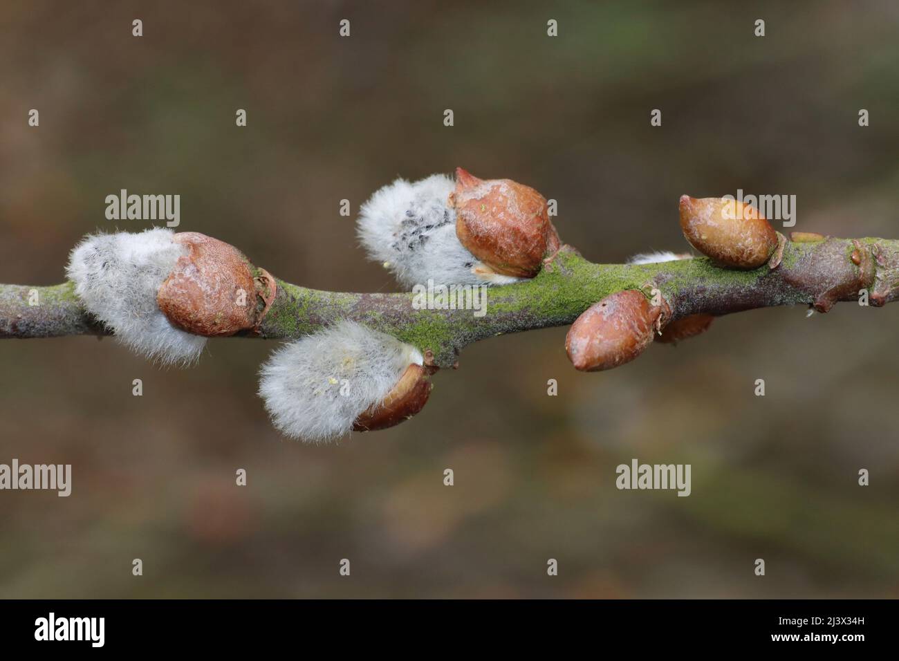 Crack Willow Salix fragilis - male catkins emerging Stock Photo