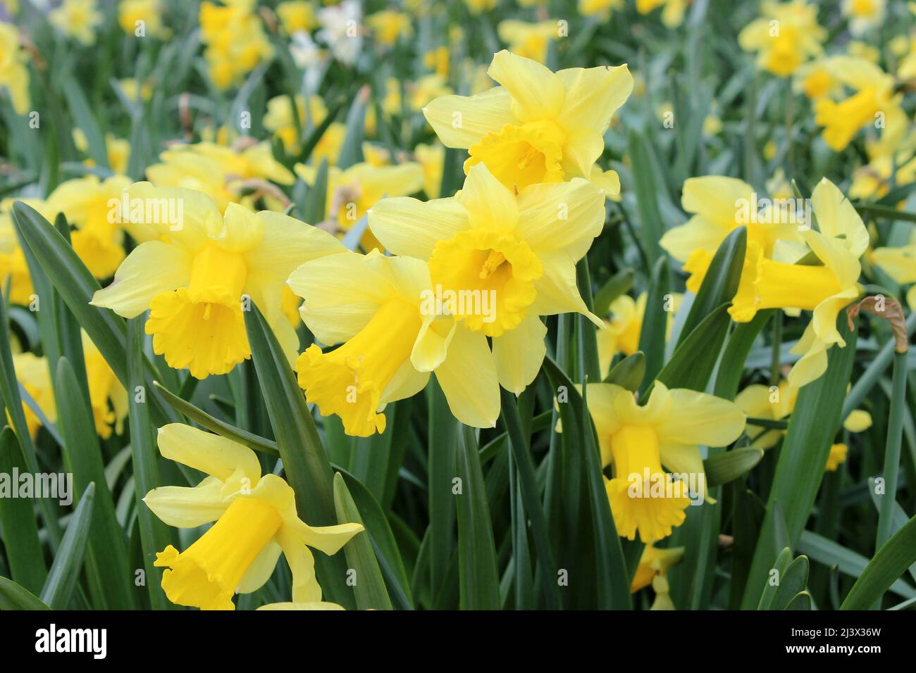 Daffodils at Silverdale, Lancashire, UK Stock Photo