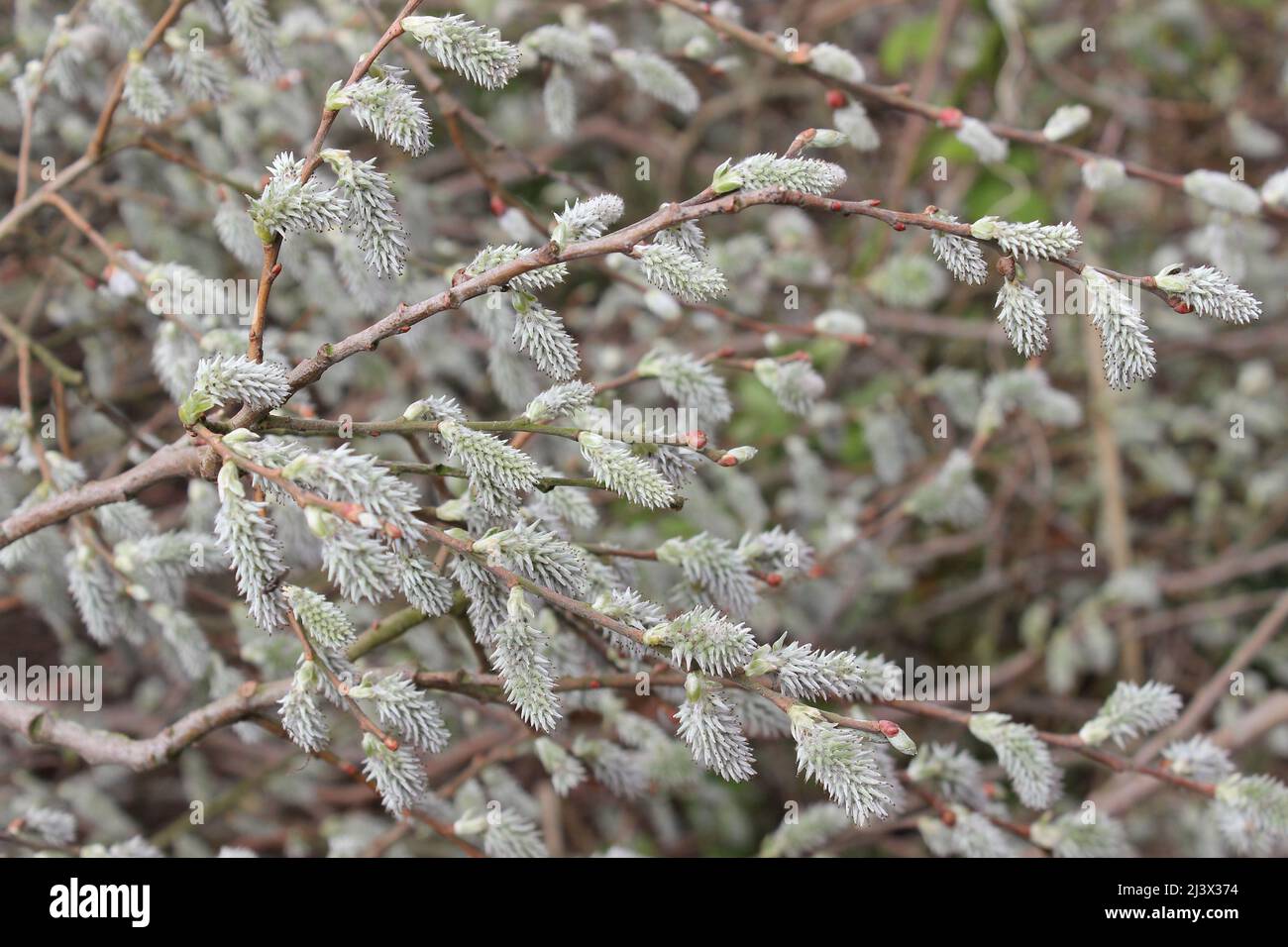 Grey Willow Salix cinerea - female catkins Stock Photo