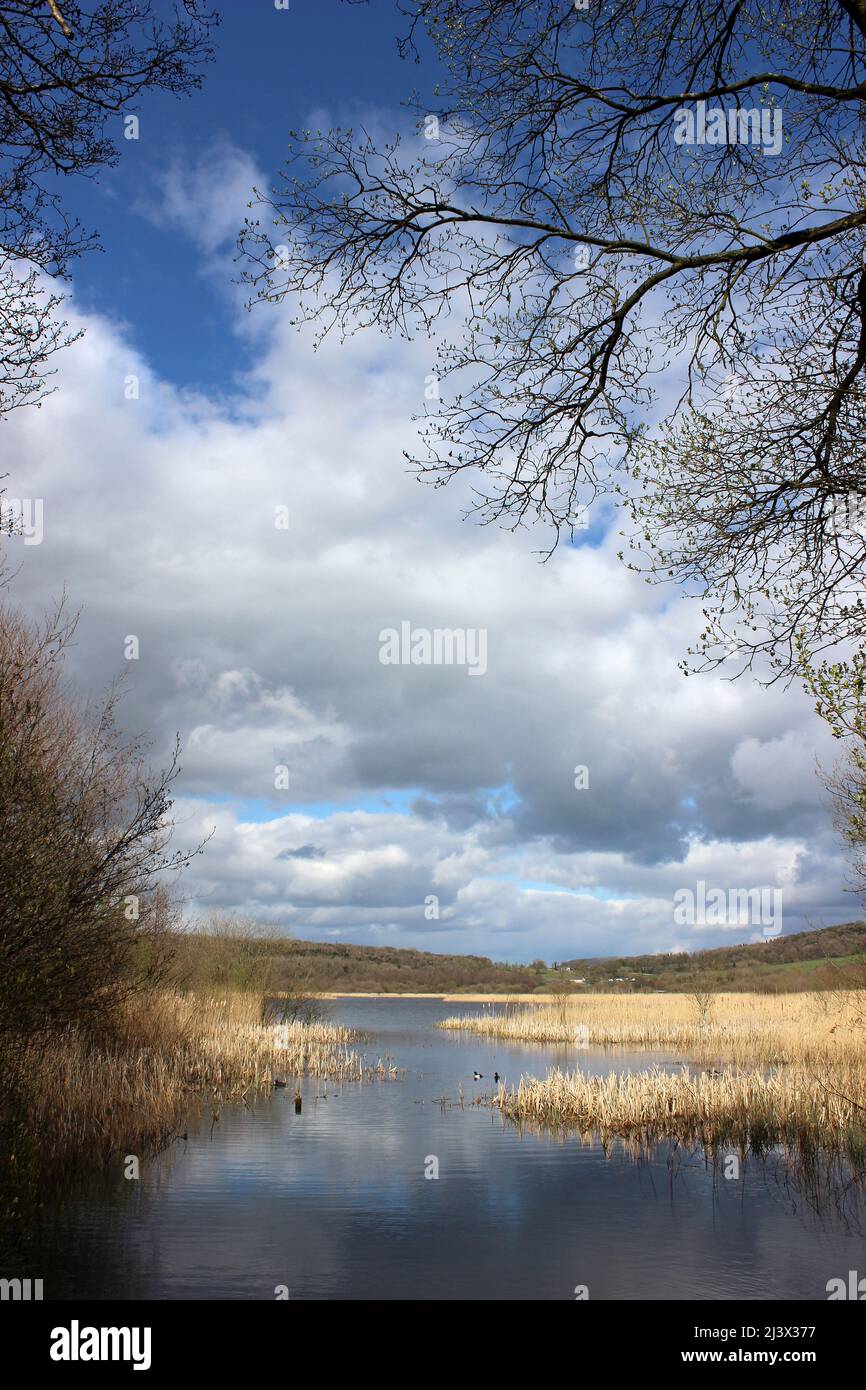Scenery of Leighton Moss RSPB Reserve, Lancashire, UK Stock Photo