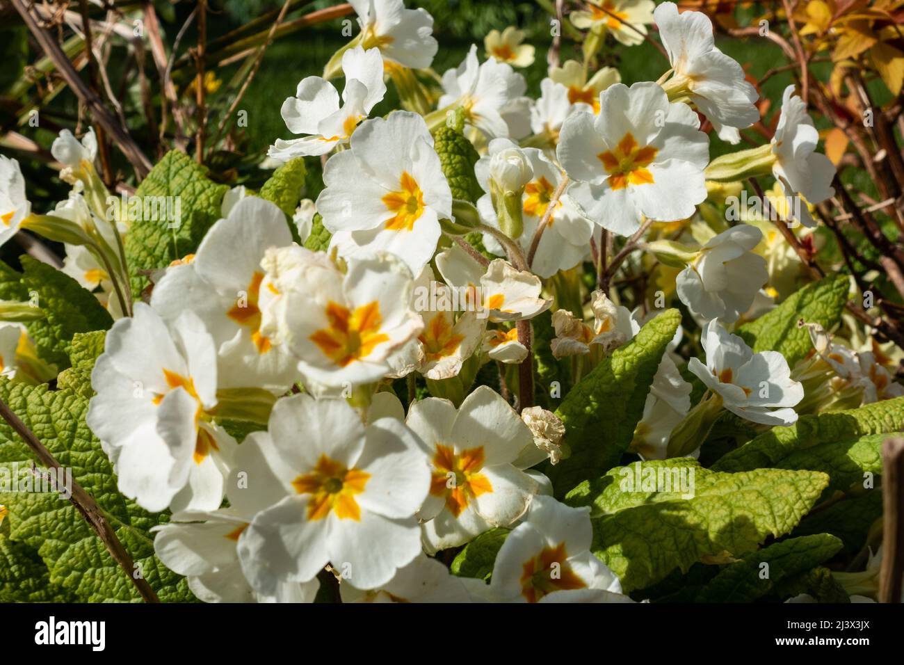 Close up view of white primrose flowers. Stock Photo