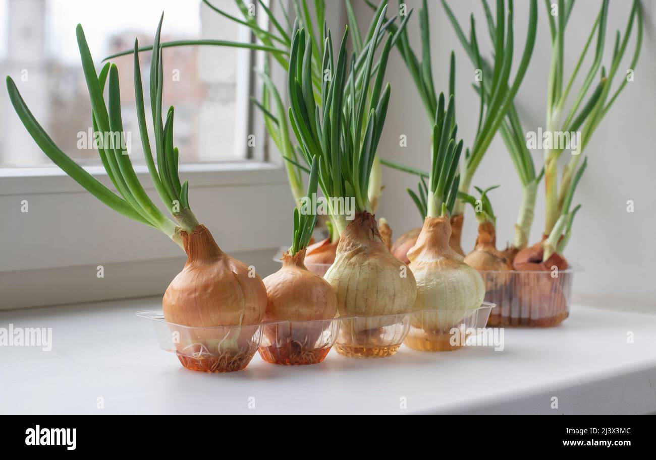 Growing green onions in trays with water on the windowsill. Homemade