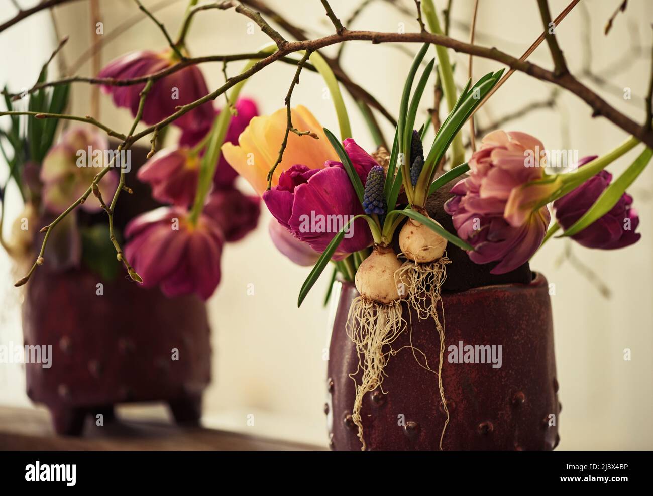 Young tulip plant with bulb hires stock photography and images Alamy