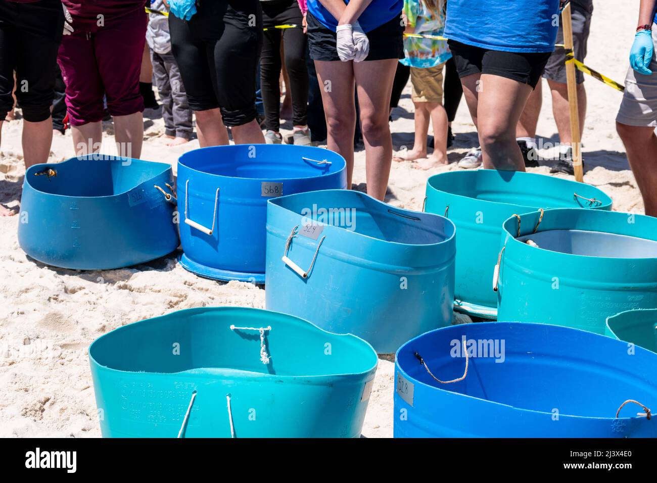 Kemp's Ridley Sea Turtle release of cold-stunned critically endangered turtles from Massachusetts rehabilitated on the Mississippi Gulf Coast, USA. Stock Photo