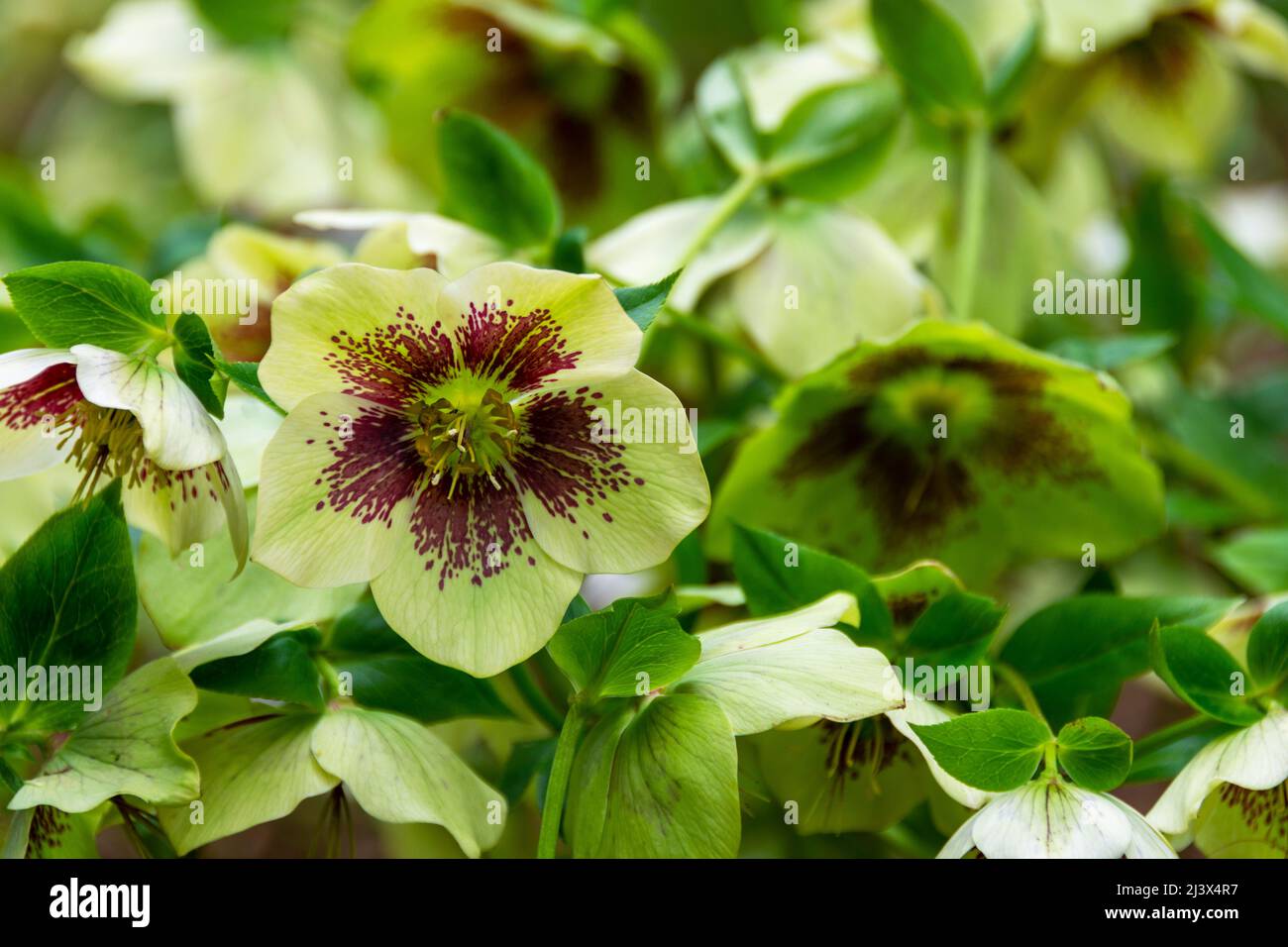 A patch of white and crimson Hellebore flowers in full flower in early spring Stock Photo