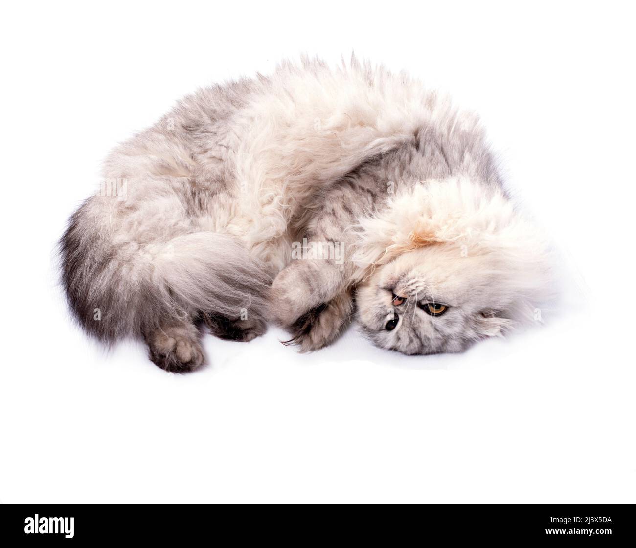 beautiful cute fluffy Scottish fold longhair cat silver chinchilla lies in a bun on a white background, isolated image, beautiful domestic cats, cats Stock Photo