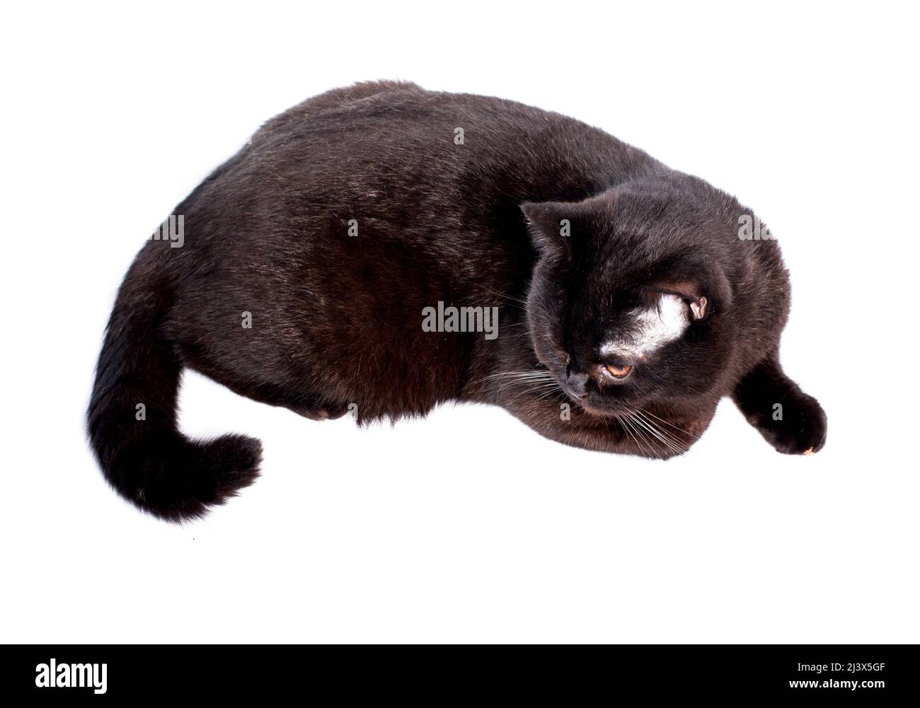 shorthair Scottish cat lying on a white background, isolated image, beautiful domestic cats, cats in the house, pets Stock Photo