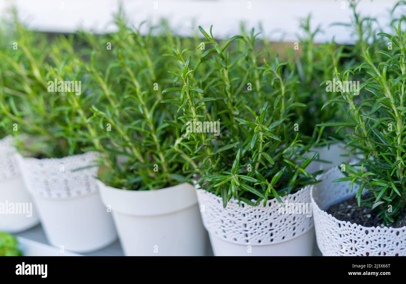 Flower market with Fresh rosemary herbs in flower pots Stock Photo