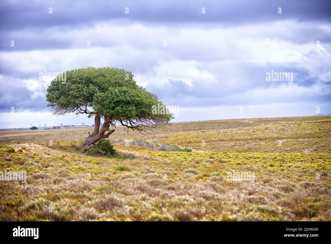 Tree of life. A tree standing on a remote African landscape - copyspace. Stock Photo
