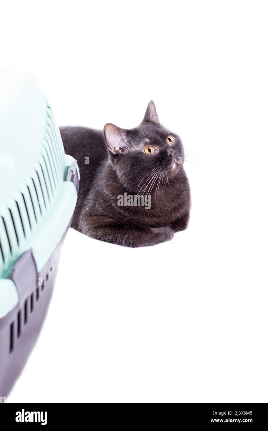ready for transportation Scottish black cat lies next to a cat carrier