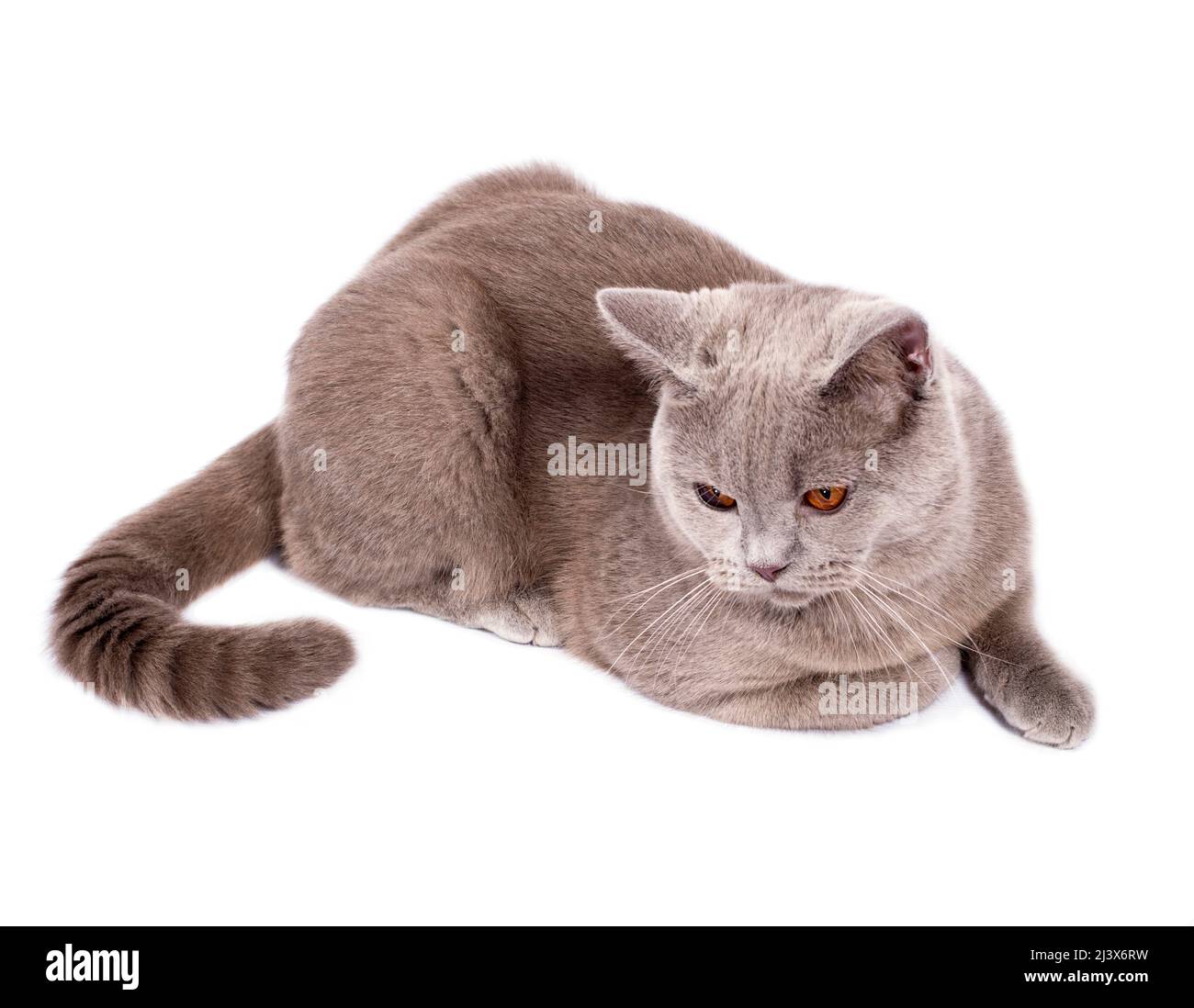 serious perfect Scottish cat with orange eyes sitting on a white background, isolated image, beautiful domestic cats, cats in the house, pets Stock Photo