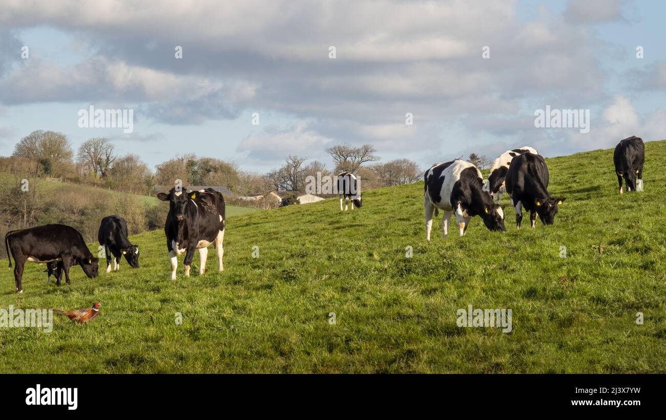 Young Friesian black and white cows in field, meadow. UK Stock Photo ...