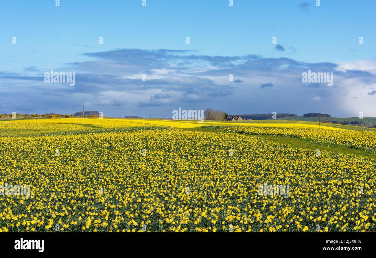 Fields spring blue sky hi-res stock photography and images - Alamy