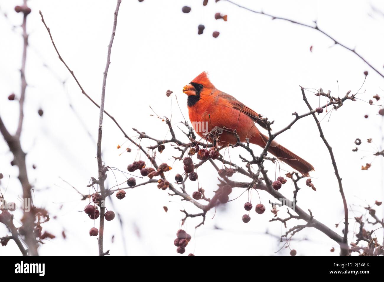 Male Northern Cardinal eating berries in winter Stock Photo
