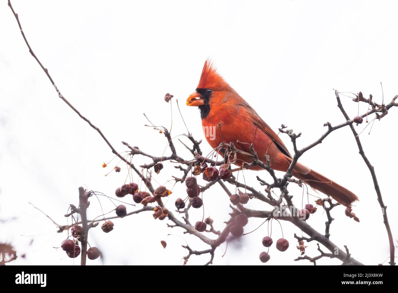Male Northern Cardinal eating berries in winter Stock Photo