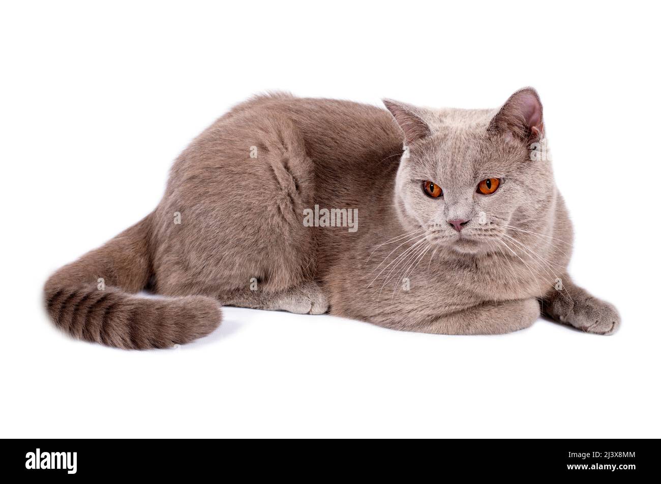 perfect scottish cat with orange eyes lying on a white background, isolated image, beautiful domestic cats, cats in the house, pets Stock Photo