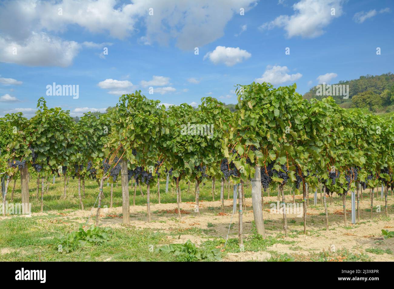 Vineyard in Prellenkirchen,Burgenland,Austria Stock Photo