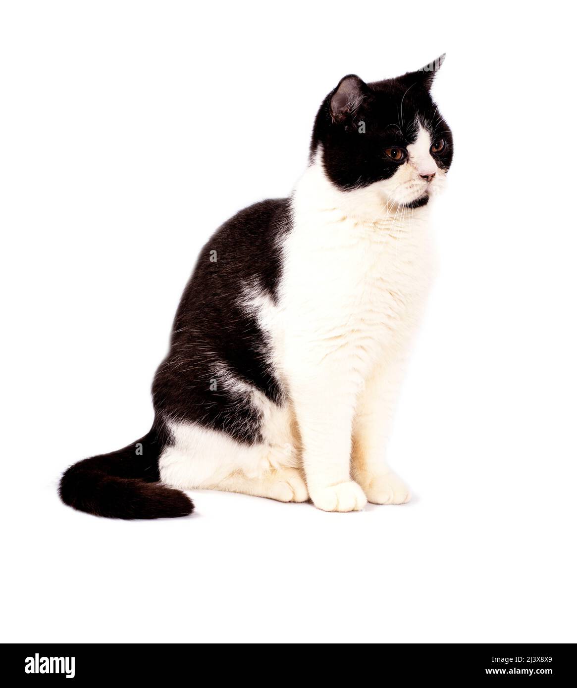 big scottish cat black bicolor color on a white background, isolated image, beautiful domestic cats, pets, Stock Photo