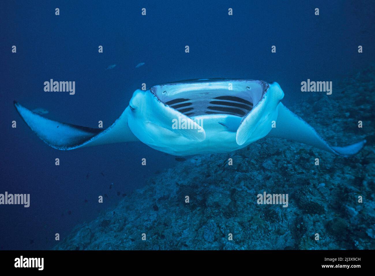 Giant oceanic manta ray or Giant manta ray (Manta birostris), with open ...