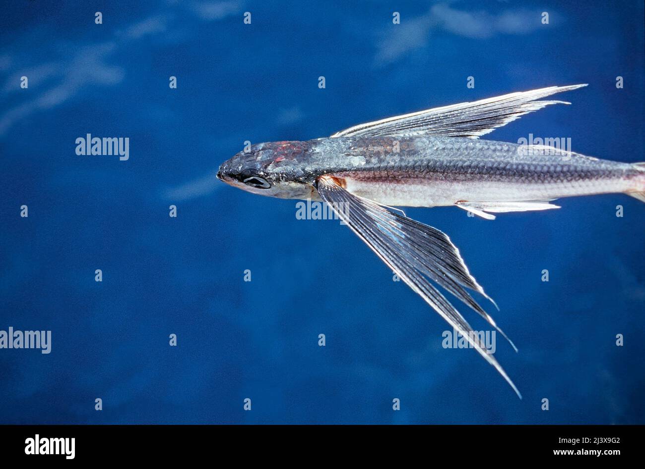 Flying Fish (Cypselurus poecilopterus), Ari Atoll, Maldives, Indian ocean, Asia Stock Photo