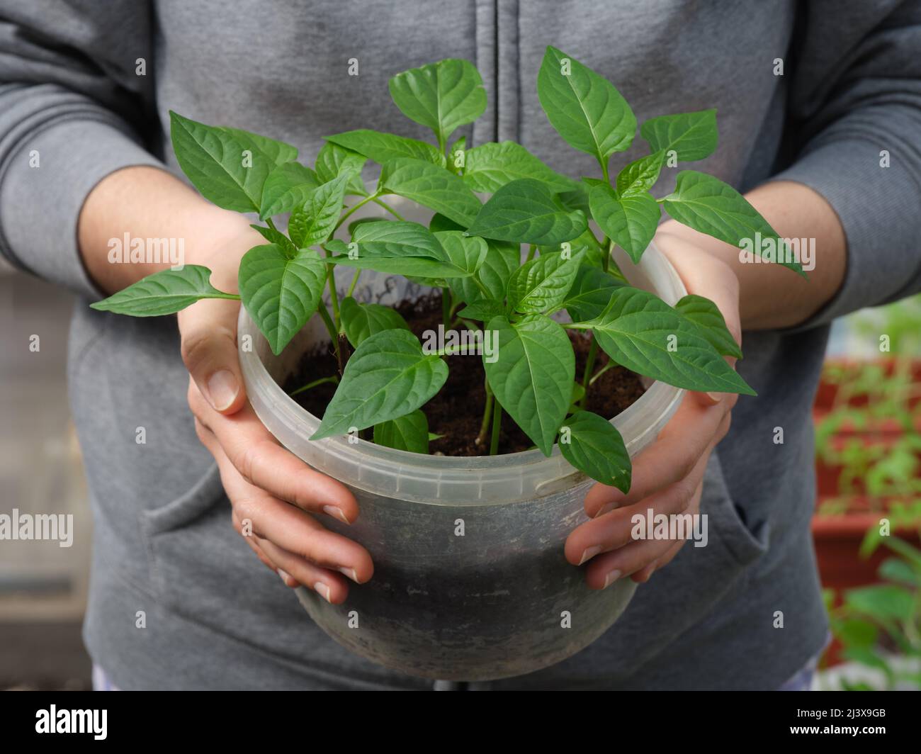 A woman holding a bucket with a bell pepper seedling in it. Close up. Stock Photo