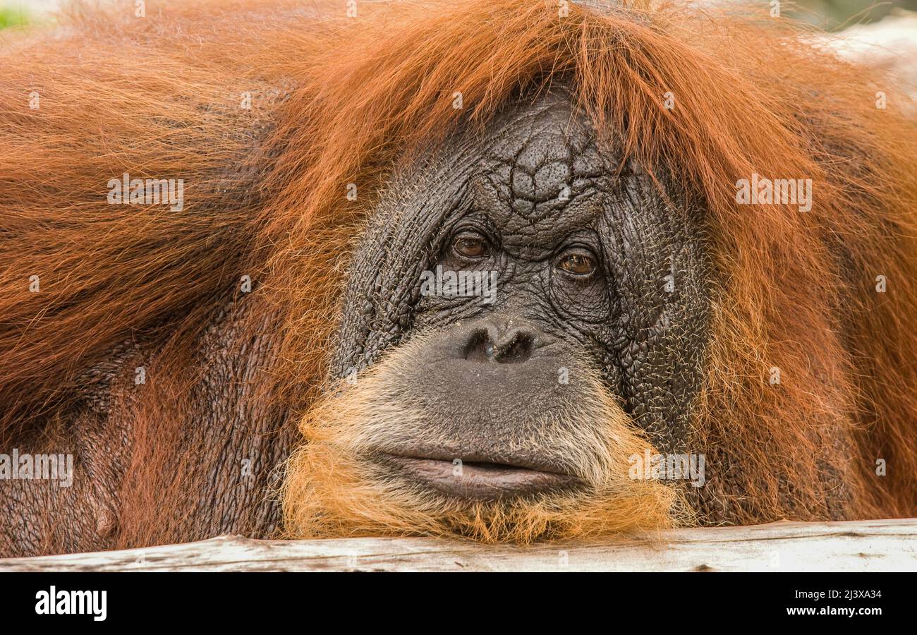 Orangutan (genus Pongo) in a zoo in Florida. Stock Photo