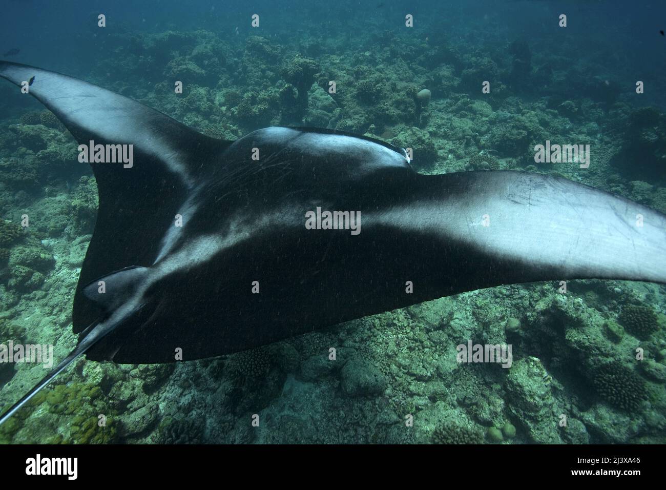 Giant oceanic manta ray or Giant manta ray (Manta birostris), swimming over the reef top, Ari Atoll, Maldives, Indian Ocean, Asia Stock Photo