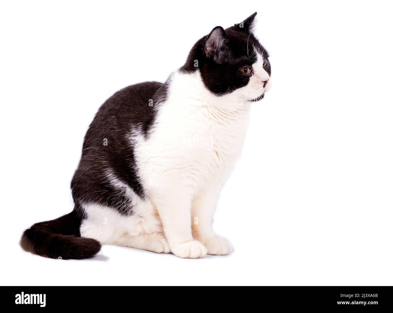 big Scottish cat bicolor color on a white background, isolated image, beautiful domestic cats, pets, Stock Photo
