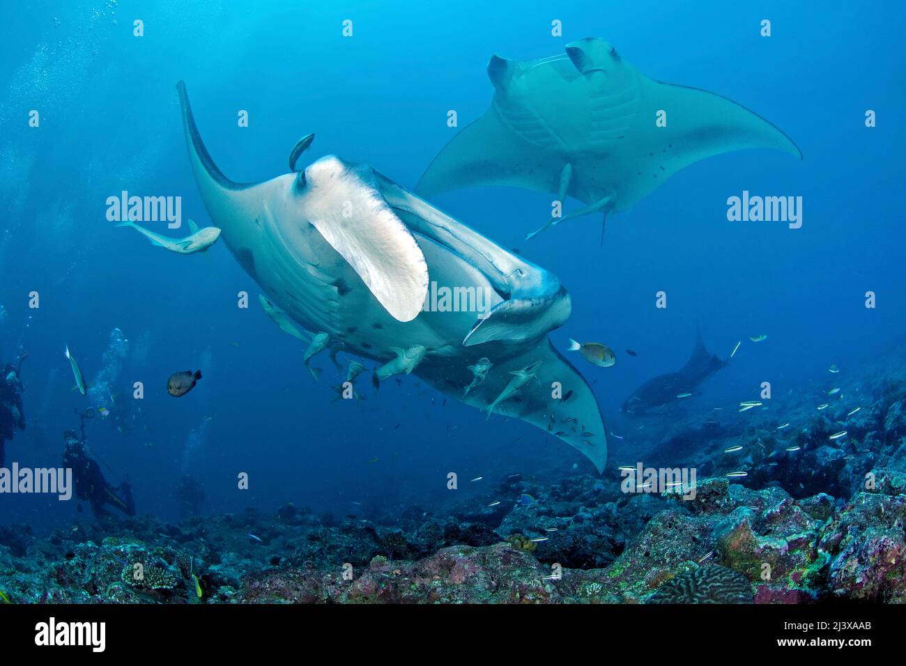 Mantarochen taucher hi-res stock photography and images - Alamy