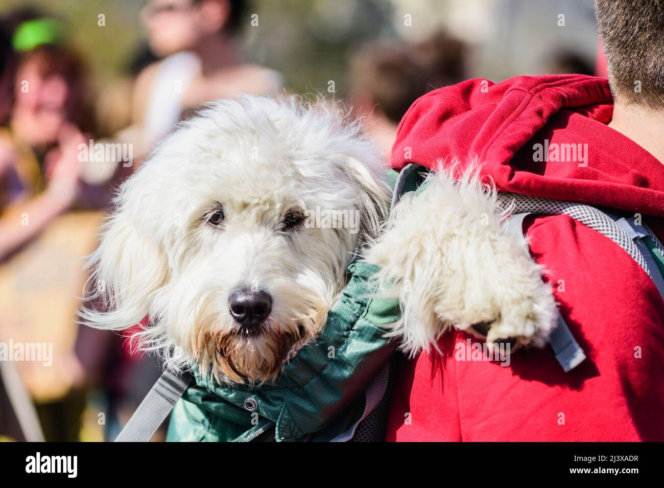 Dog in his master's backpack | Chien dans le sac a dos de son maitre Stock Photo