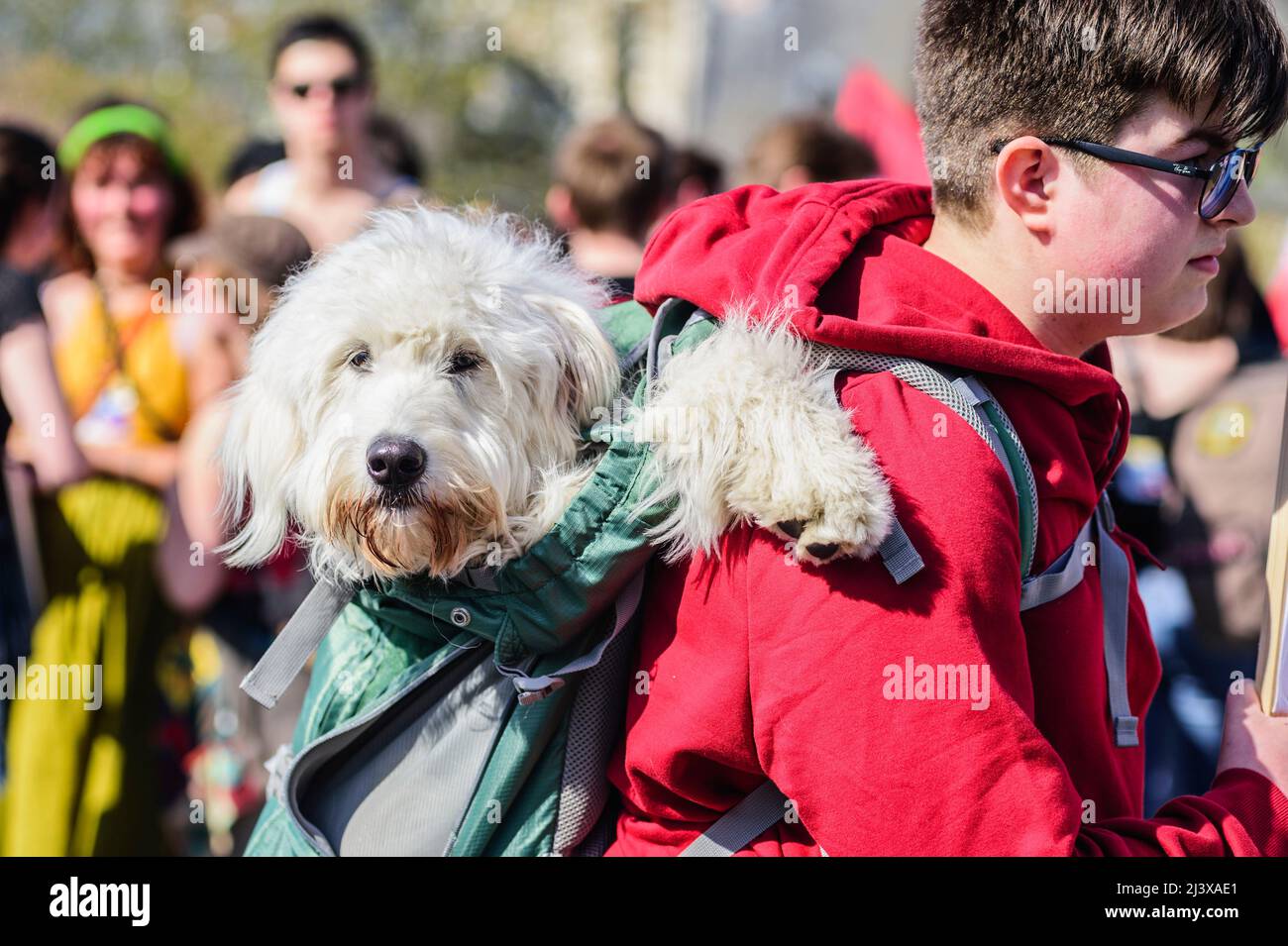 Dog in his master's backpack | Chien dans le sac a dos de son maitre Stock Photo