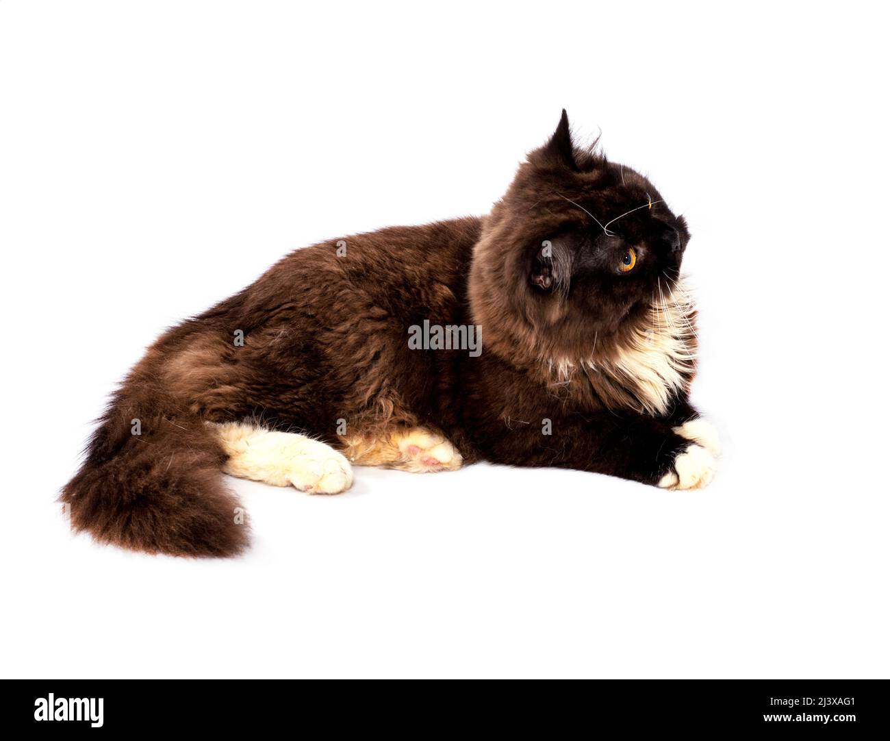 fluffy chocolatecolored longhaired Scottish cat lying, isolated image
