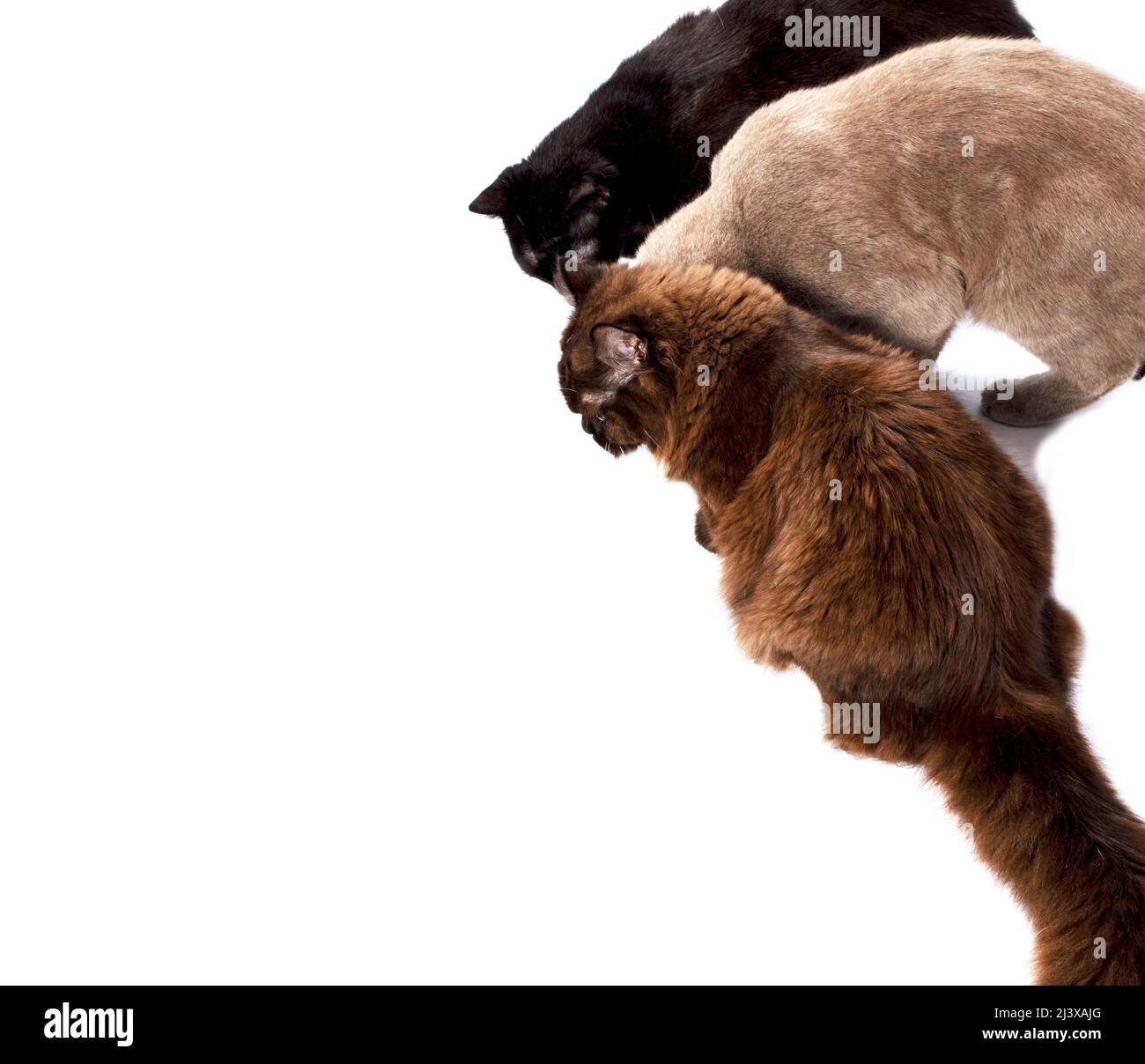 Weighing cat hi-res stock photography and images - Alamy