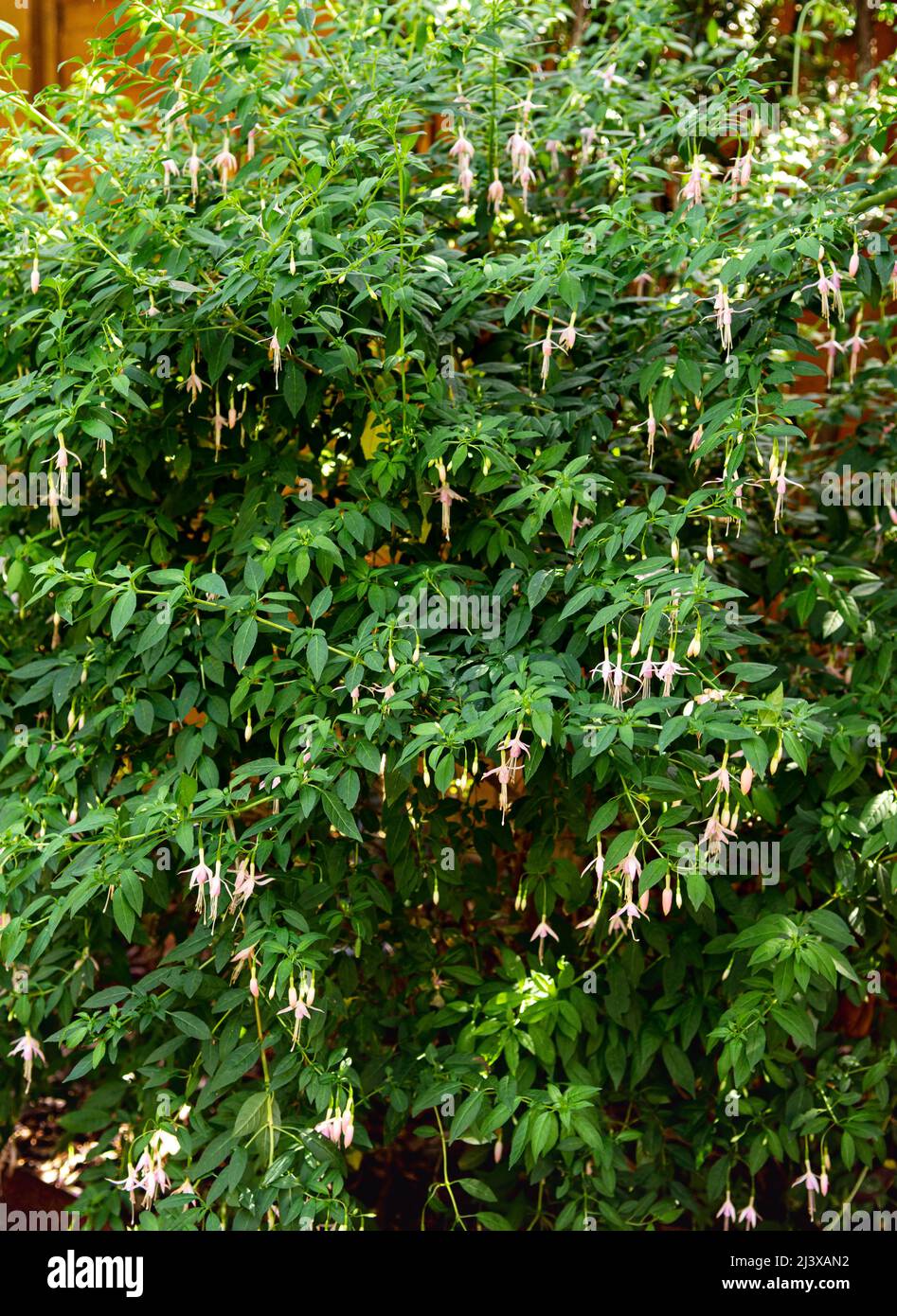 Large Hardy bush fuchsia in pale pink, which flowers abundantly with dainty pale pink flowers. Variety Whiteknights Pearl Stock Photo