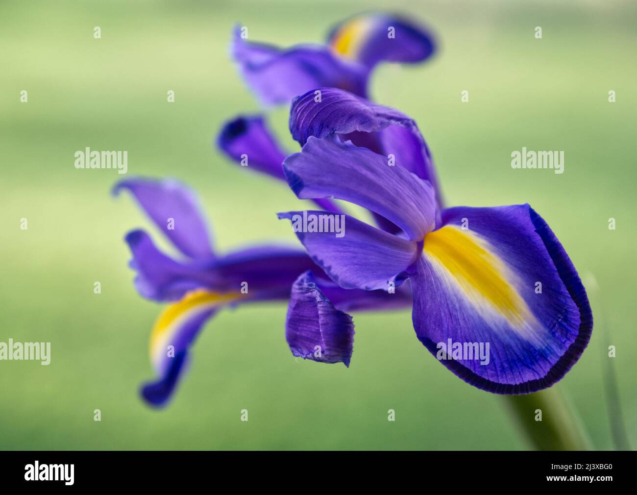 Wild blue iris hi-res stock photography and images - Alamy
