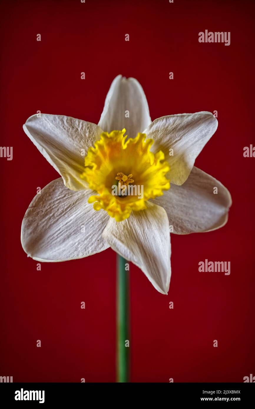 Bulbous european plant hires stock photography and images Alamy