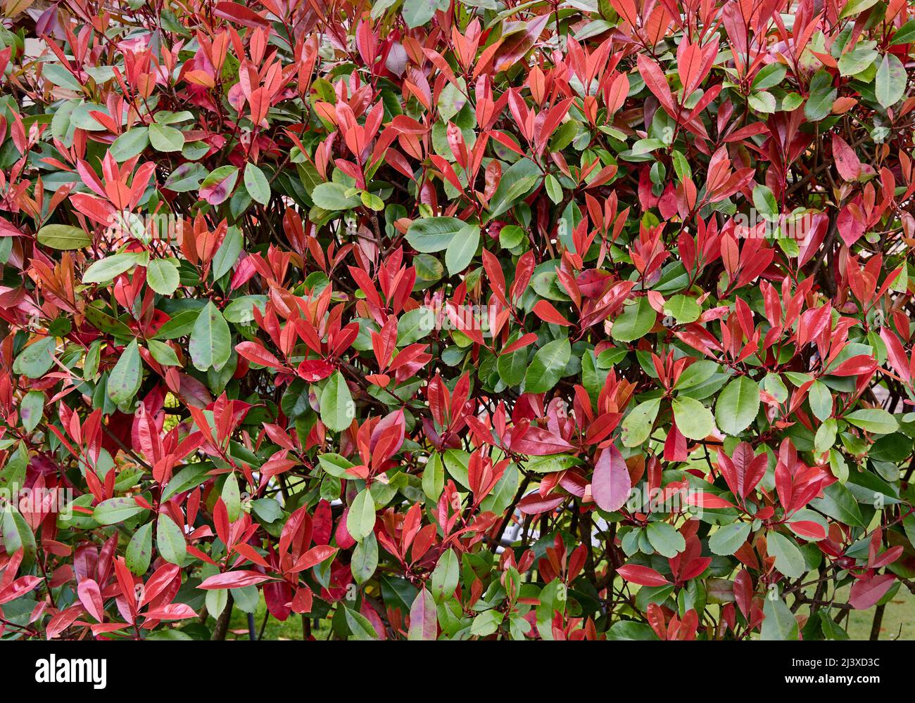Photinia ' Red Robin ' P x fraseri also known as the Christmas Berry makes an attractive hedging plant with its glossy red new growth - UK Stock Photo