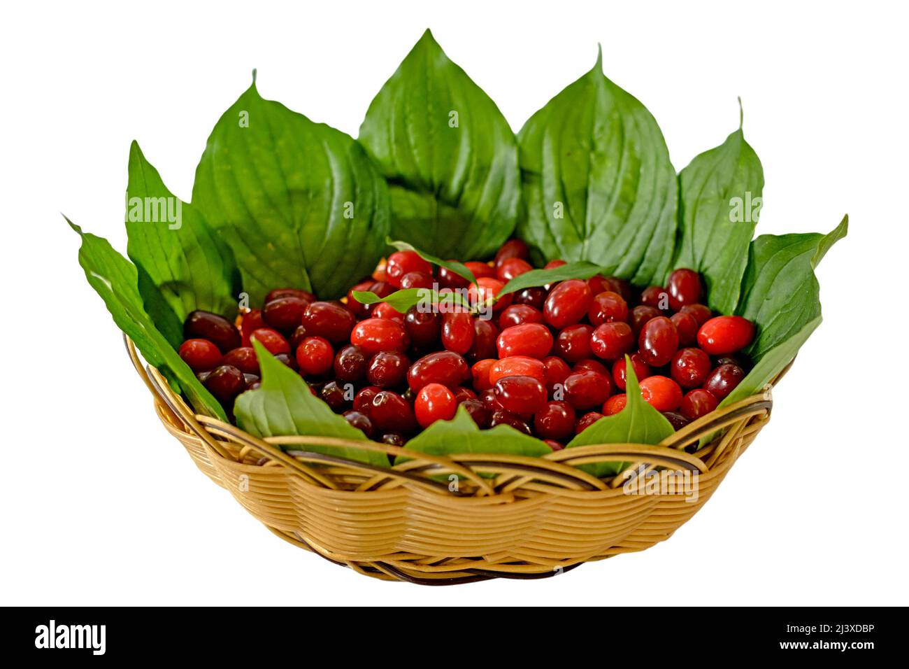 Red berries ripe dogwood in the basket with green leaves on the sides. Stock Photo