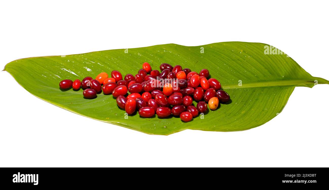 Dogwood berries on the big green leaf on the isolated background. Side view. Stock Photo