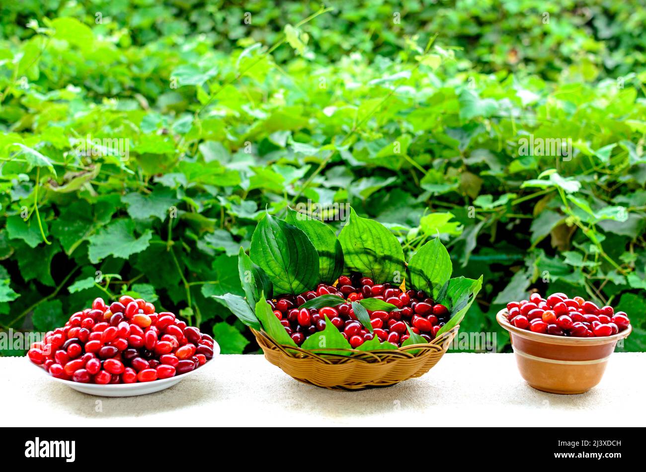 Red berries ripe dogwood in the basket with green leaves on the sides.Focus on berries Stock Photo