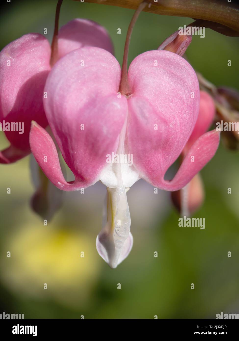 Dicentra formosa aka Bleeding Heart in garden, flowering in spring, closeup detail. Stock Photo
