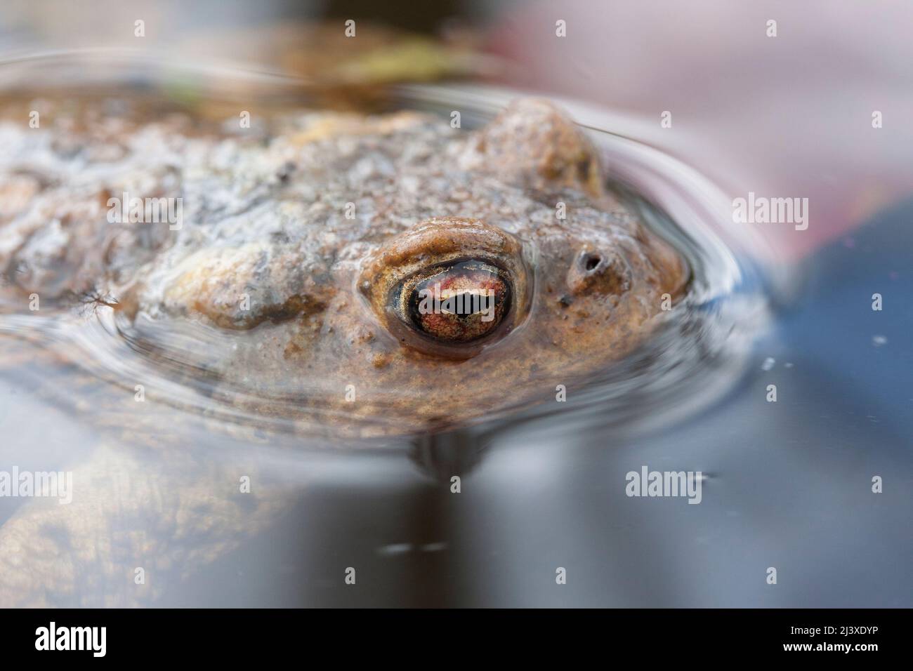 Erdkröte, common toad Stock Photo