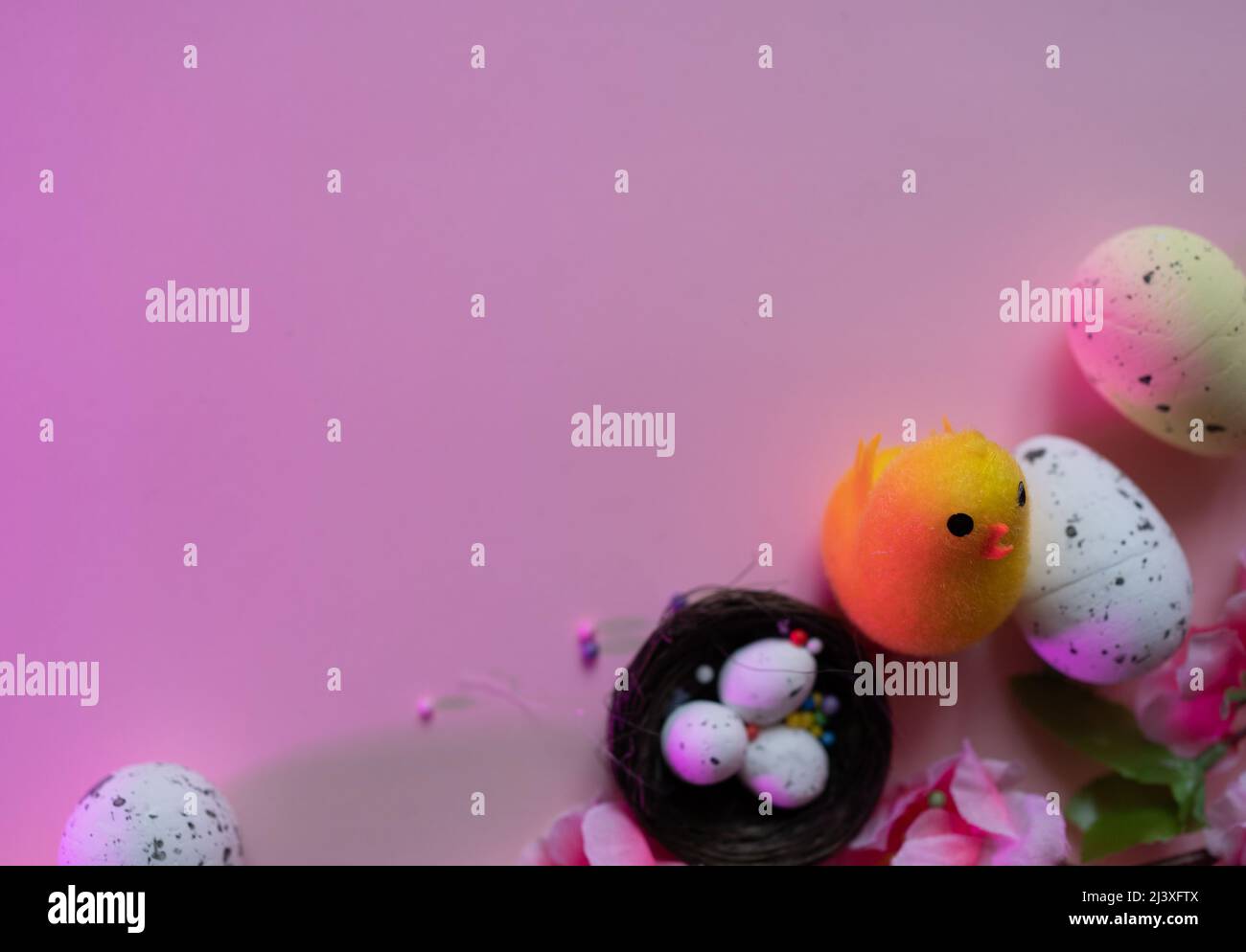 violet background template easter with eggs in a nest, chick Stock Photo